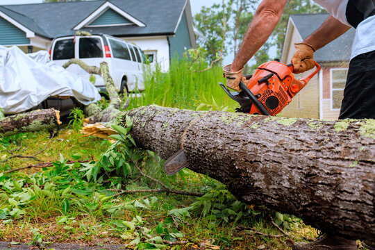 Service man operates chainsaw to remove large fallen tree from yard in suburban neighborhood after storm.