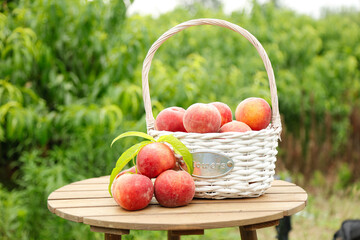 Fresh Peaches in Wicker Basket on Wooden Table - Summer Fruit Harvest