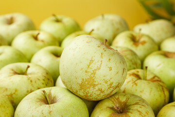 Freshly Picked Green Apples from Shandong - Sweet and Tart Flavorful Fruit Harvest