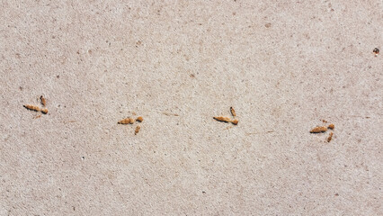 
This close-up image capture emu footprints pressed into a light-colored, textured surface of a salt lake in the Northern Territory, Australia.
