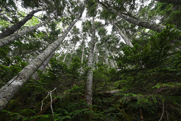 Climbing  Mount Senjogatake Yamanashi, Japan