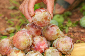 Hand Picking Fresh Ripe Plums from Wooden Basket in Garden Setting