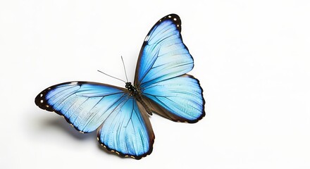 Detailed Close-up of a Vibrant Blue Morpho Butterfly