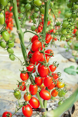 Fresh Cherry Tomatoes Ripening on Vine - Small Pearl Variety Growing in Garden