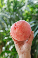 Fresh Ripe Peach Held in Hand with Green Orchard Background - Farm Fresh Fruit Picking