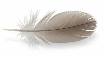 Fototapeta premium Close-up of a single, delicate, grey feather on a white background.