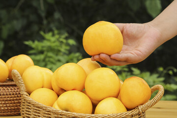 Freshly Picked Golden Nectarines in Wicker Basket - Hand Holding Ripe Summer Stone Fruit