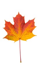 Fototapeta premium Autumn maple leaf
