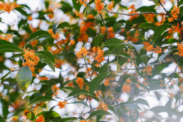 Flower of fragrant olive, Osmanthus fragrans var. aurantiacus are blooming in Chengdu, China.