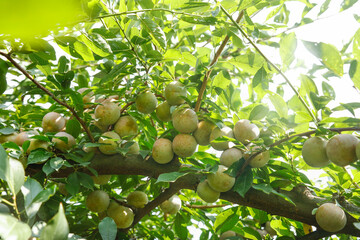 Freshly picked green plums hanging on tree branch in organic fruit garden