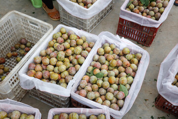 Fresh Picked Plums in Market Crates - Colorful Stone Fruit Display at Local Farmers Market