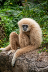 Obraz premium white-handed gibbon / Lar gibbon 