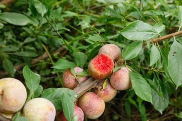 Freshly Picked Ripe Plums on Tree Branch with Red Flesh Exposed in Garden