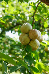Freshly picked plums growing on tree branch in Gutian orchard with lush green leaves