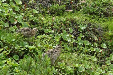Meet Grouse, Climbing  Mount Senjogatake Yamanashi, Japan