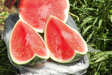 Fresh Red Watermelon Slices in Bucket at Orchard Plantation Summer Harvest
