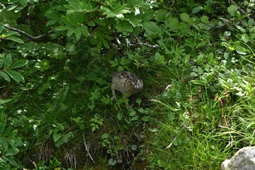 Meet Grouse, Climbing  Mount Senjogatake Yamanashi, Japan
