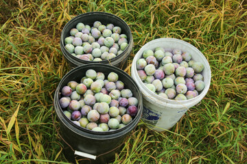 Freshly Picked Plums in Harvest Buckets - Bountiful Summer Stone Fruit Collection on Grass