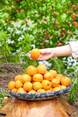 Fresh Apricot Harvest Picking in Qinling Mountains Orchard with Traditional Bowl