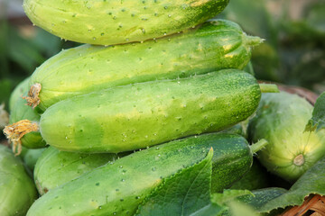 Fresh Small Cucumbers Picked from Field with Water Droplets
