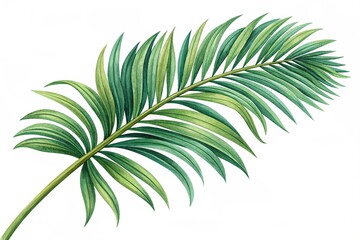 Green palm tree branch isolated on white background