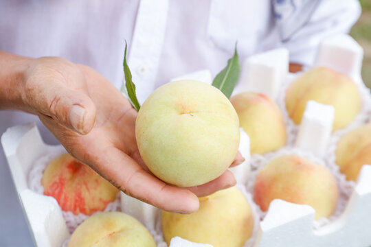 Farmer Holding Fresh Yangshan Peach with Box of Premium Fruit Harvest
