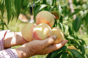 Fresh Ripe Peaches in Farmer's Hands at Orchard Harvest Time
