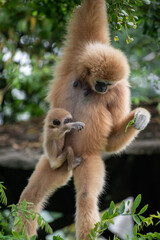 white-handed gibbon / Lar gibbon Mother with Baby