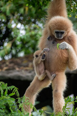 Fototapeta premium white-handed gibbon / Lar gibbon Mother with Baby