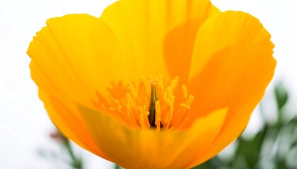 Close-up of a bright yellow flower