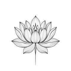 Fototapeta premium lotus flower isolated 