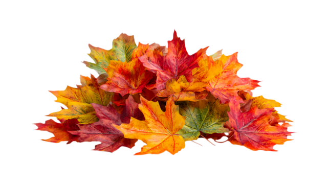 Pile of vibrant autumn maple leaves displaying red yellow and green seasonal color transitions transparent background