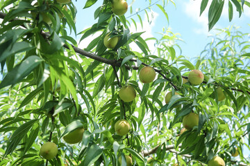 Fresh Peaches Growing on Tree - Organic Fruit Farming and Agriculture