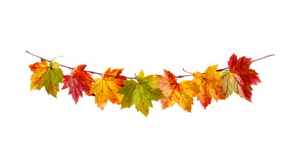 Beautiful autumn maple leaf garland decoration festive seasonal outdoor decor transparent background