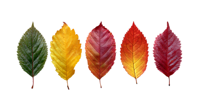 Diverse autumn leaves showcase vibrant colors and textures in a natural display transparent background