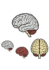 Realistic Color Human Brain Anatomy Icon Set