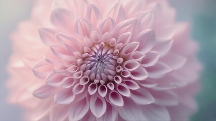 Close-up of a pale pink dahlia, showcasing its intricate details and soft petals