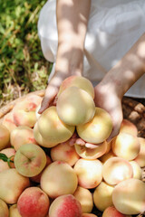 Fresh Yangshan Peaches Held by Farmer During Harvest Season in Wuxi China Agricultural Production
