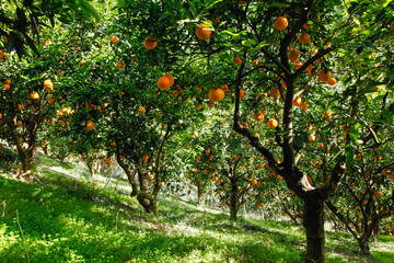 Orange Trees Loaded with Fresh Ripe Fruit in Summer Orchard Grove