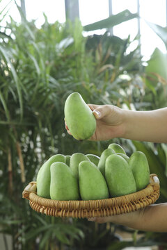Fresh Raw Green Mango Hand Picked from Basket - Tropical Fruit Harvest Guangxi China