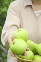 Freshly Picked Green Shaanxi Apples - Woman Holding Sweet Crisp Fruit in Wicker Basket