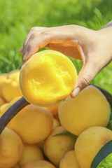 Protective hands holding fresh yellow peach fruit in heart shape over harvest basket