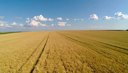 Golden Wheat Field Under Blue Sky (1)