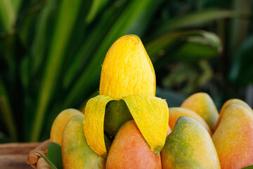 Fresh Colorful Mango Fruits Display in Tropical Setting with Green Foliage Background
