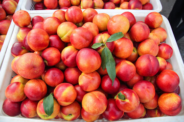 Freshly Picked Red Yellow Nectarines from Shanxi Orchard in Market Crates with Green Leaves