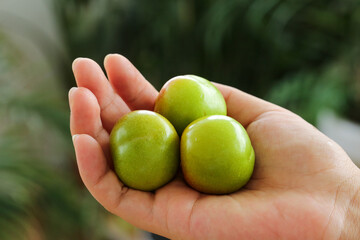 Fresh Green Plums Held in Hand - Organic Fruit Harvest and Healthy Eating Concept