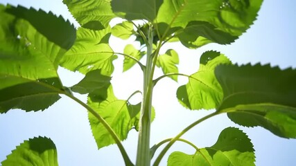 Green sunflower plant reaching towards light - Powered by Adobe