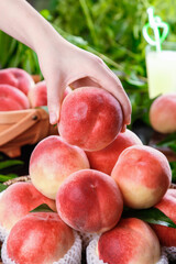 Hand Picking Fresh Ripe Summer Peaches from Bottom of Pile - Freshly Harvested Stone Fruit