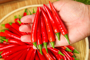 Freshly Picked Red Chili Peppers in Hand from Wooden Basket - Spicy Cooking Ingredients