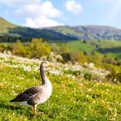 Goose in a spring meadow